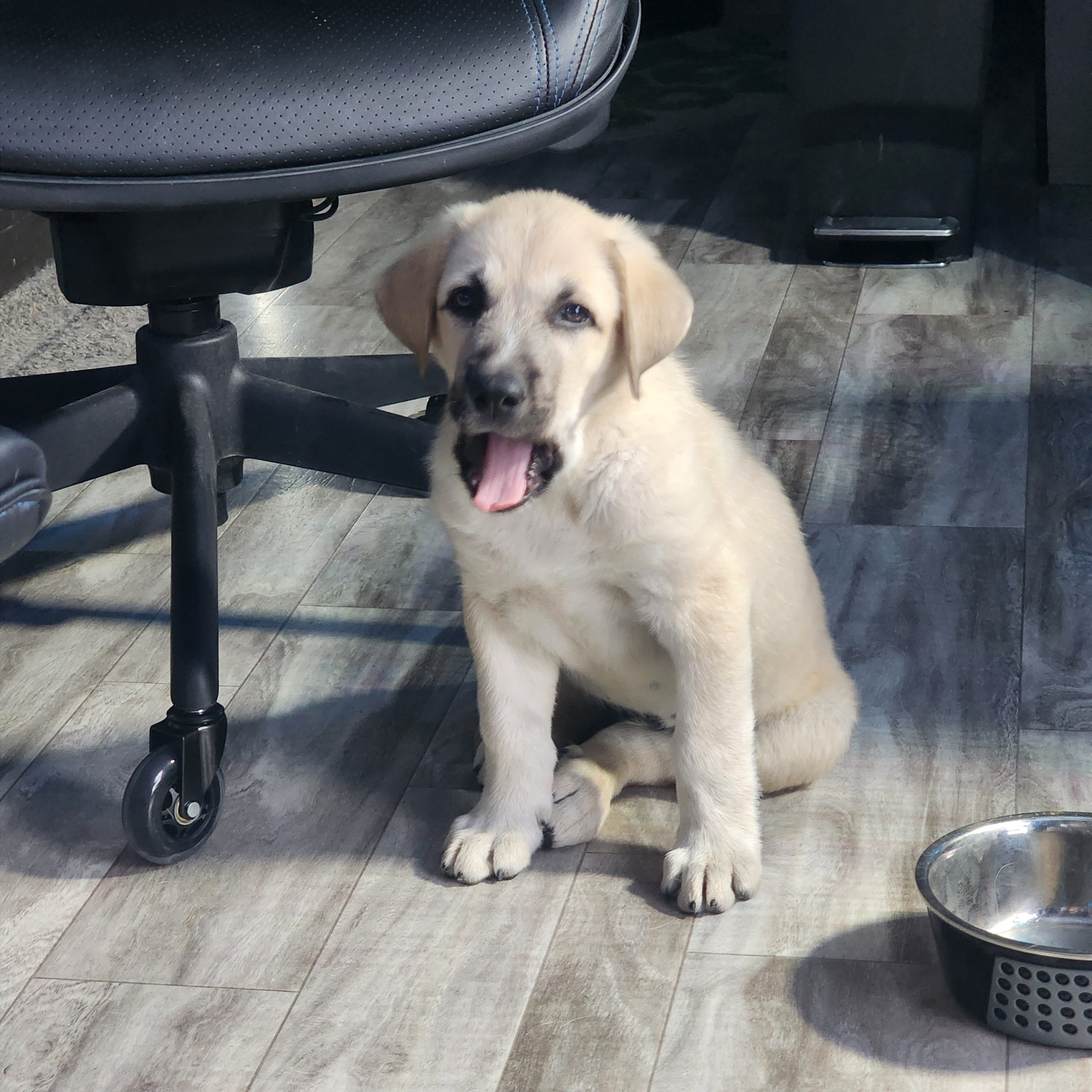 Triple Deke next to the office chair experiencing what looks to be the beginning stages of a nap.