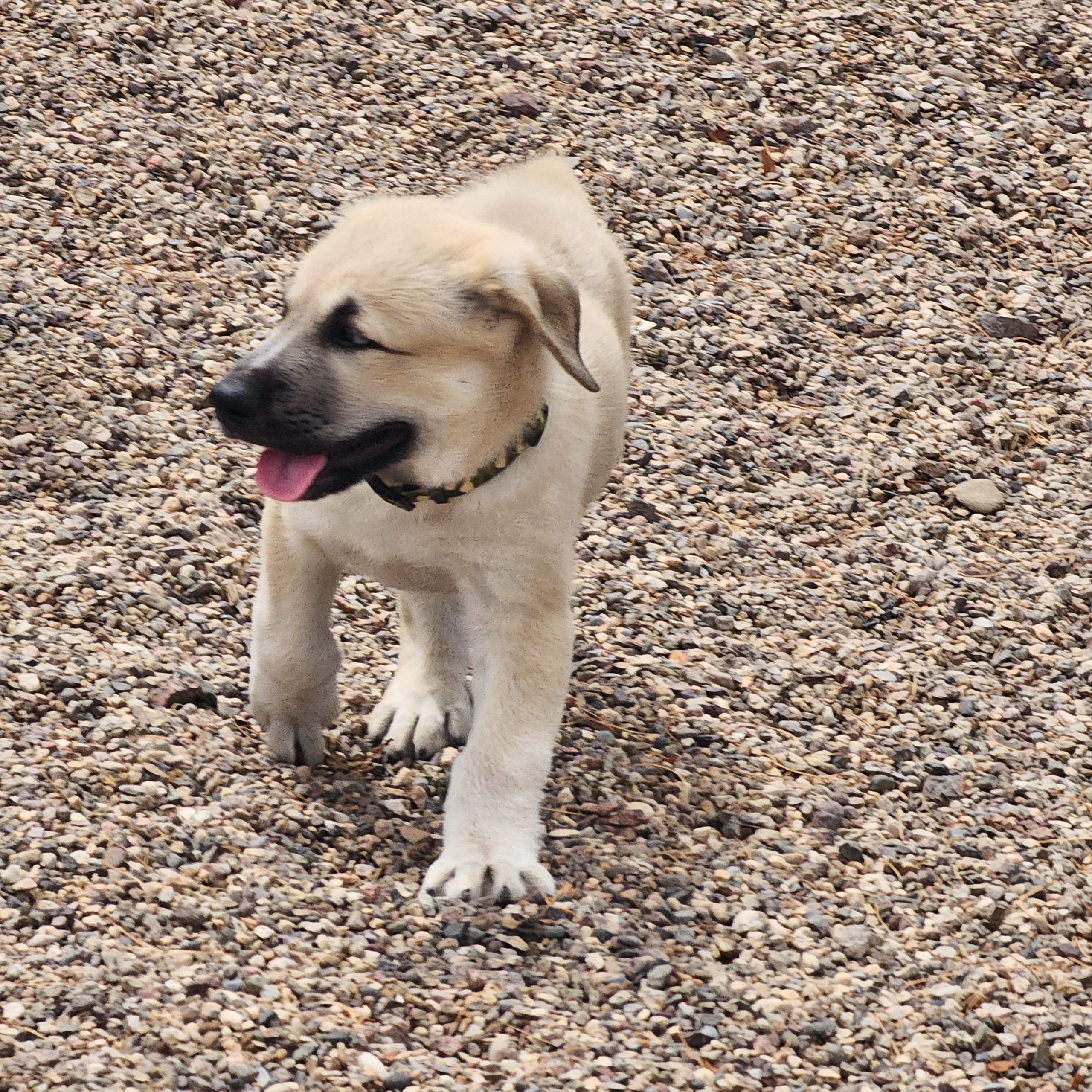 Triple Deke checking over his right shoulder at the dog park.