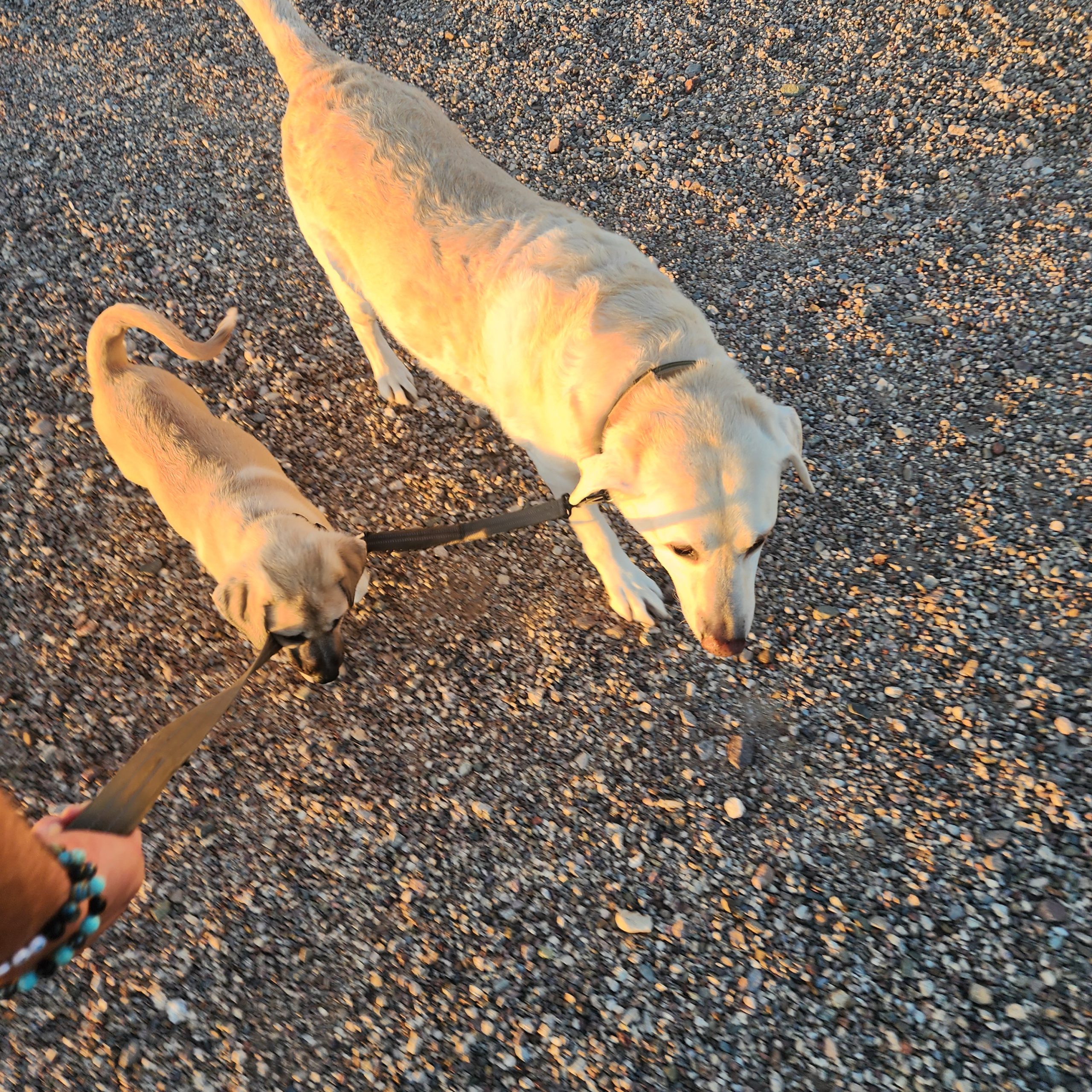 Deke and Zamboni on a walk in the RV park at dusk.