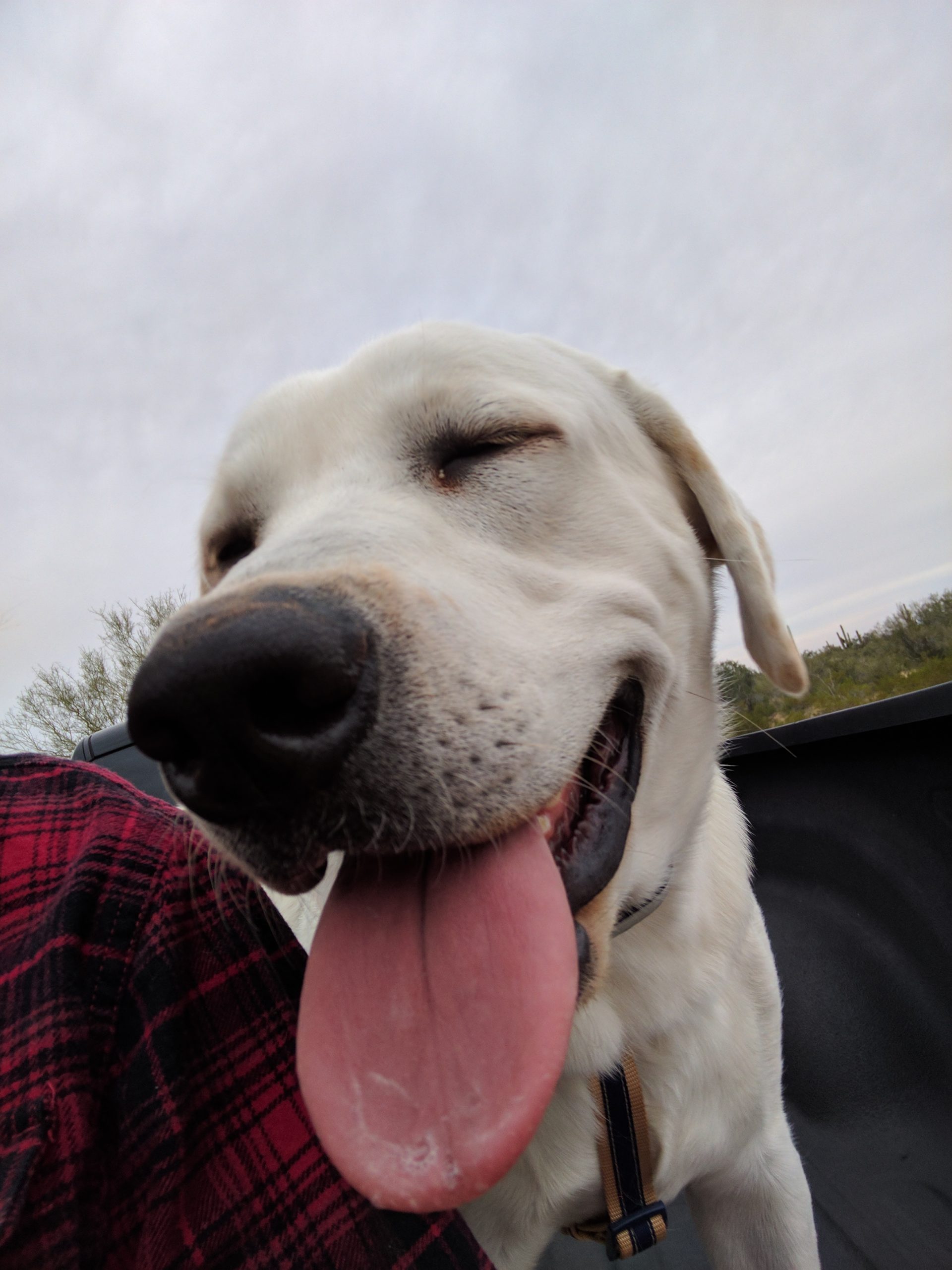 Zamboni and dad sitting in the back of the truck during a dove hunting adventure
