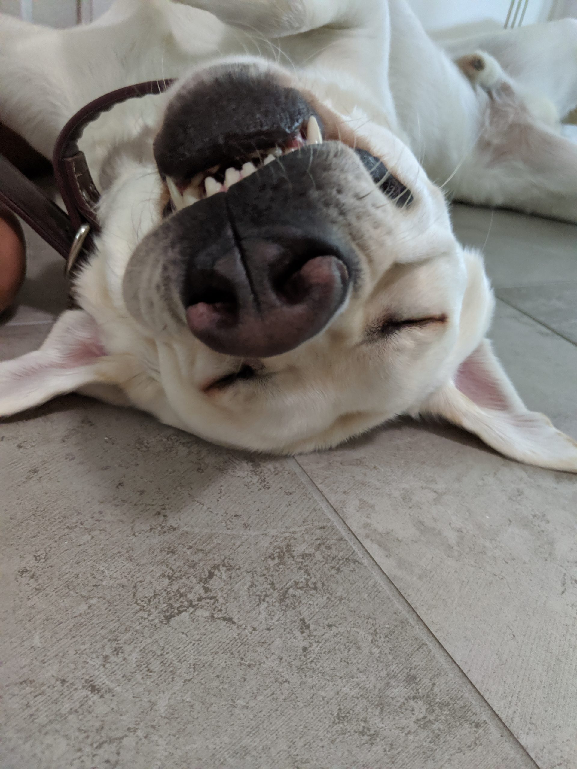 Zamboni smiling for the camera while laying upside down on the floor.