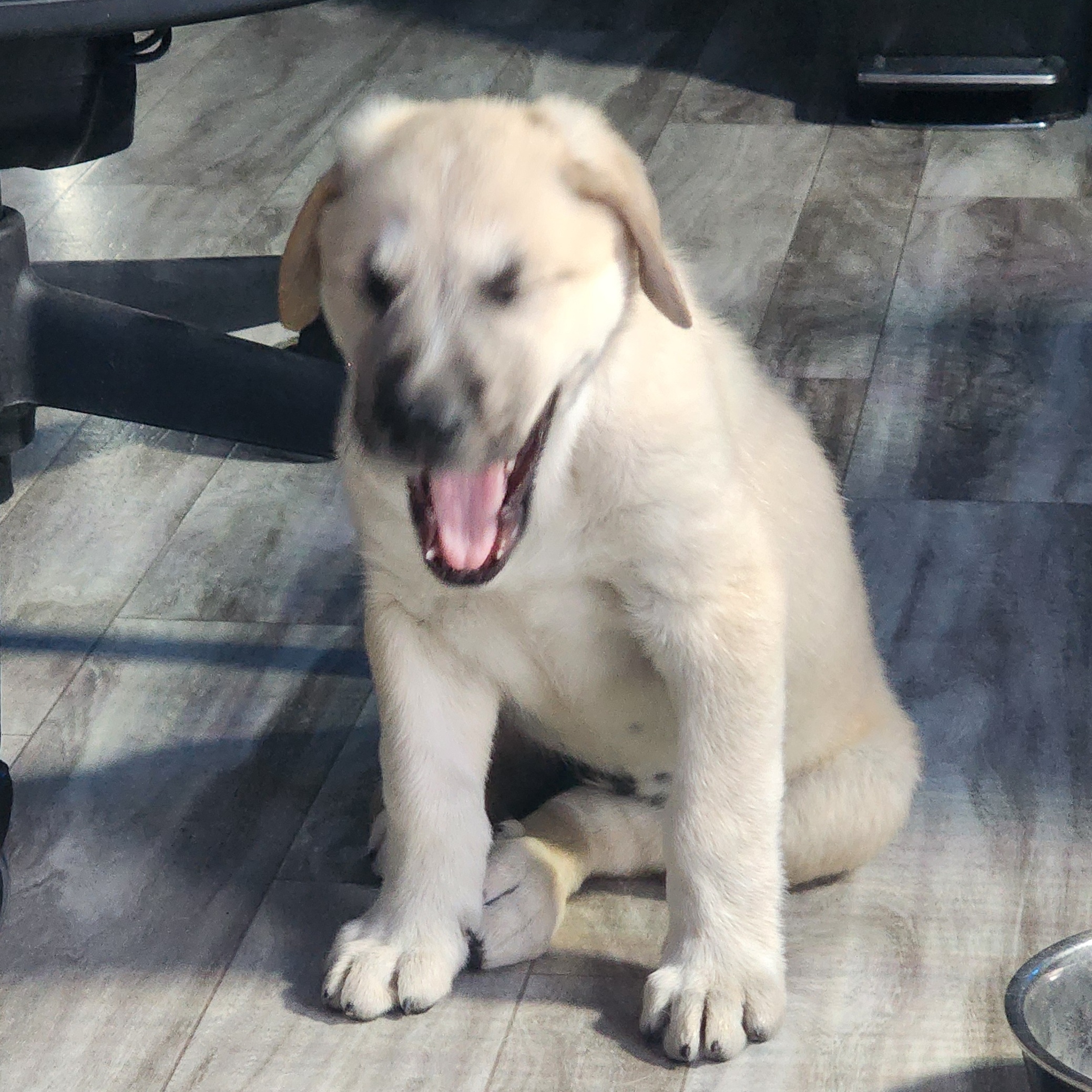 Triple Deke, pulling off his signature move: The Early Morning Yawn & Intimidate. Floor patrol begins after this nap.